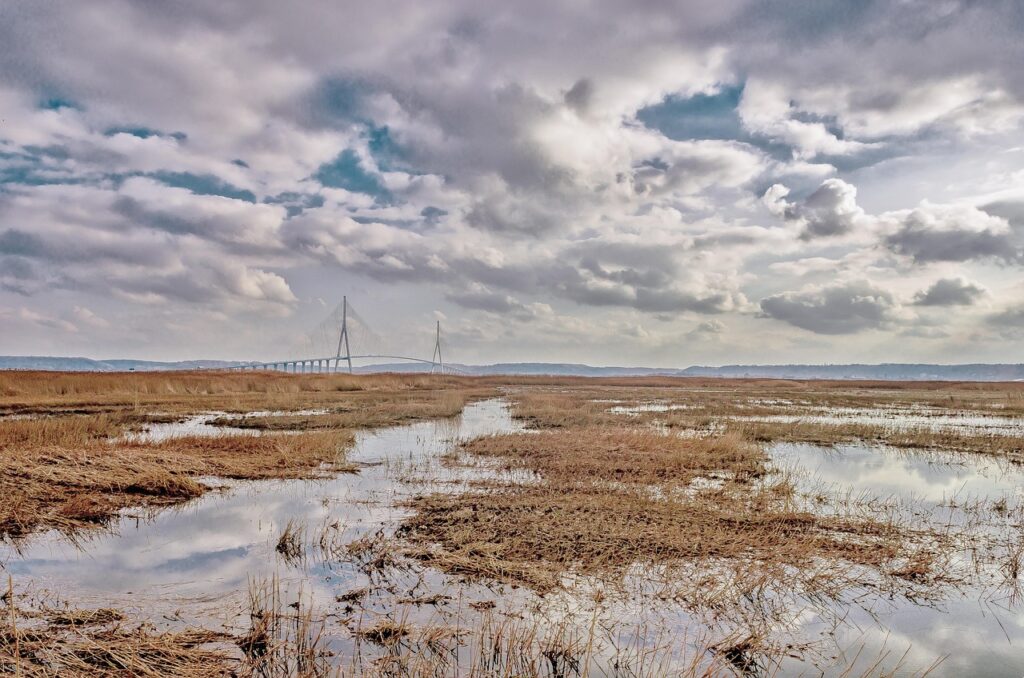 Baie_de_Seine-Roseau