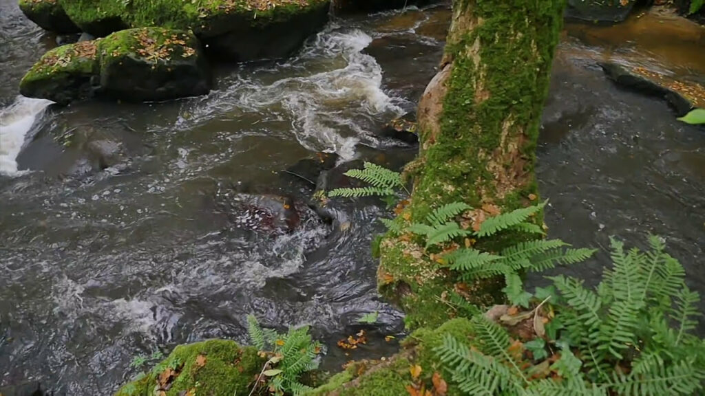 Rivières vivantes de Normandie